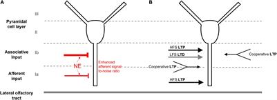 Noradrenergic Modulation of the Piriform Cortex: A Possible Avenue for Understanding Pre-Clinical Alzheimer’s Disease Pathogenesis